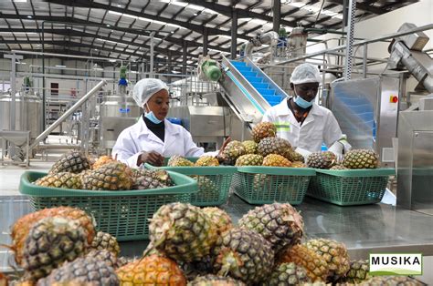 we are the fruit factory